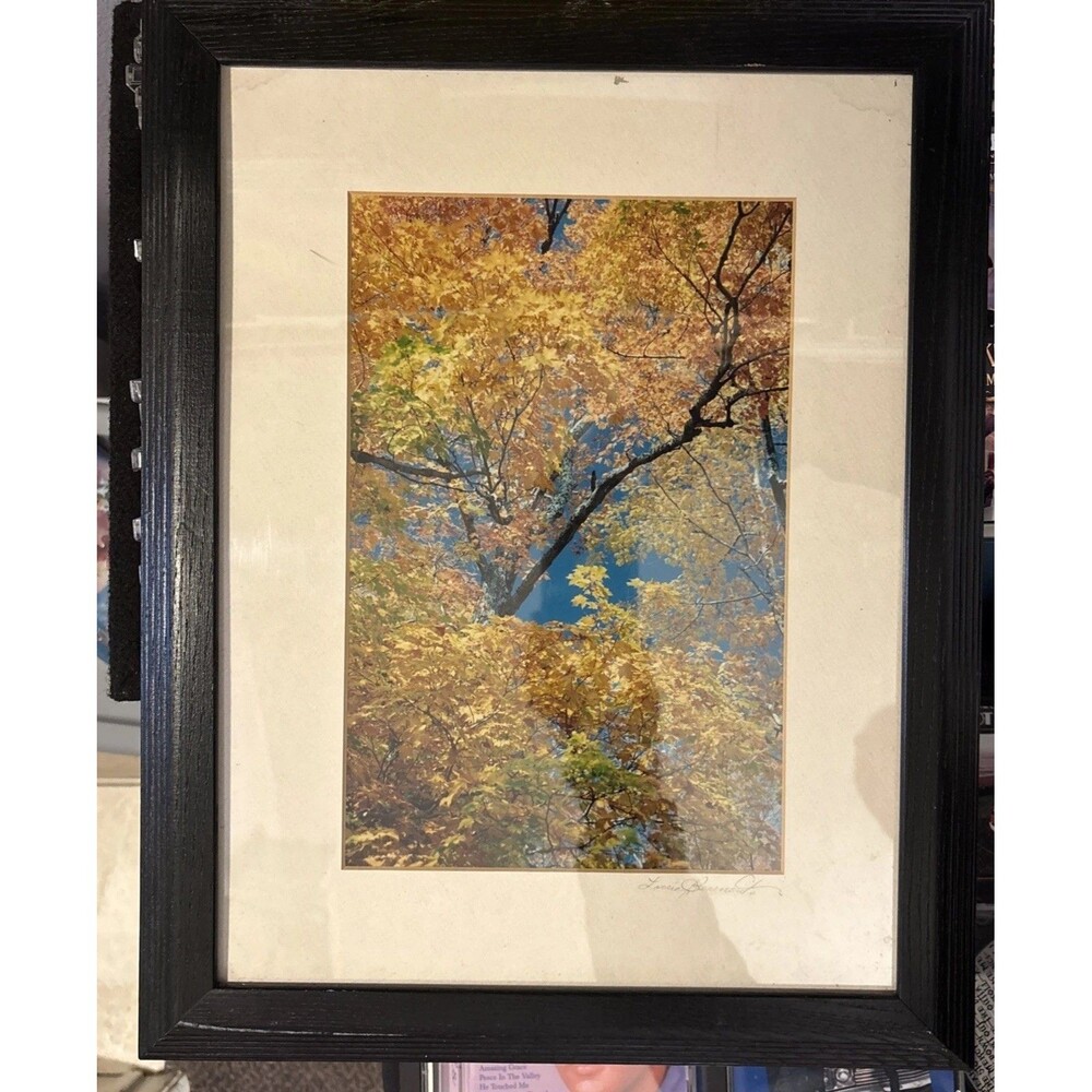 Photo Print In Frame Autumn Tree Signed Lorrie Benemerito 12" By 8" Larger Frame